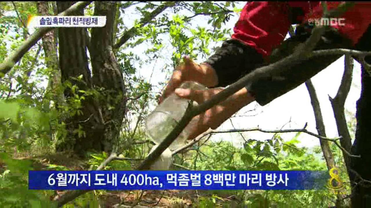 [안동MBC뉴스]솔잎혹파리 천적방제..