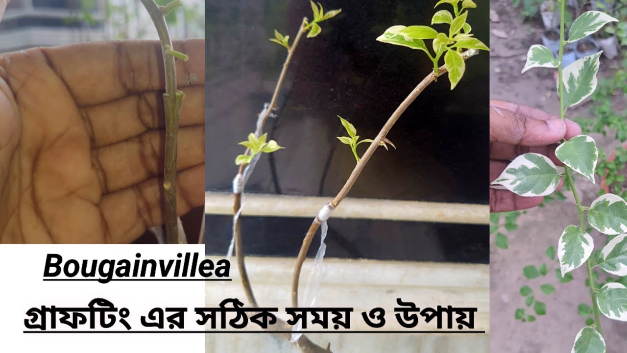 Best season for Grafting bougainvillea.