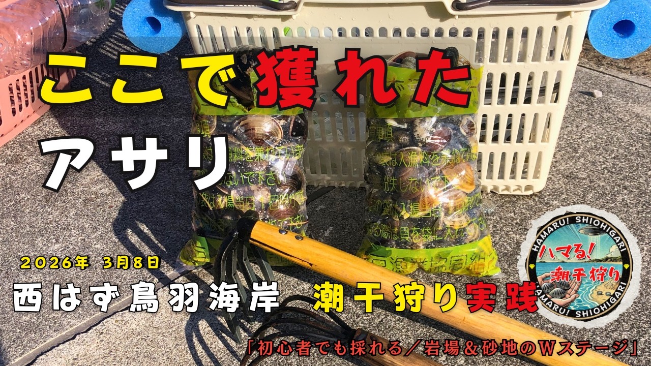 【検証】西はず鳥羽海岸で本当にアサリは獲れるのか？