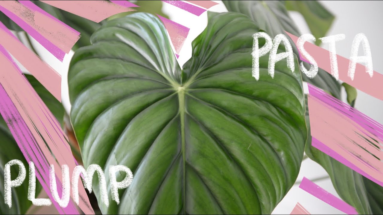 Philodendron Pastazanum Care for Beginners