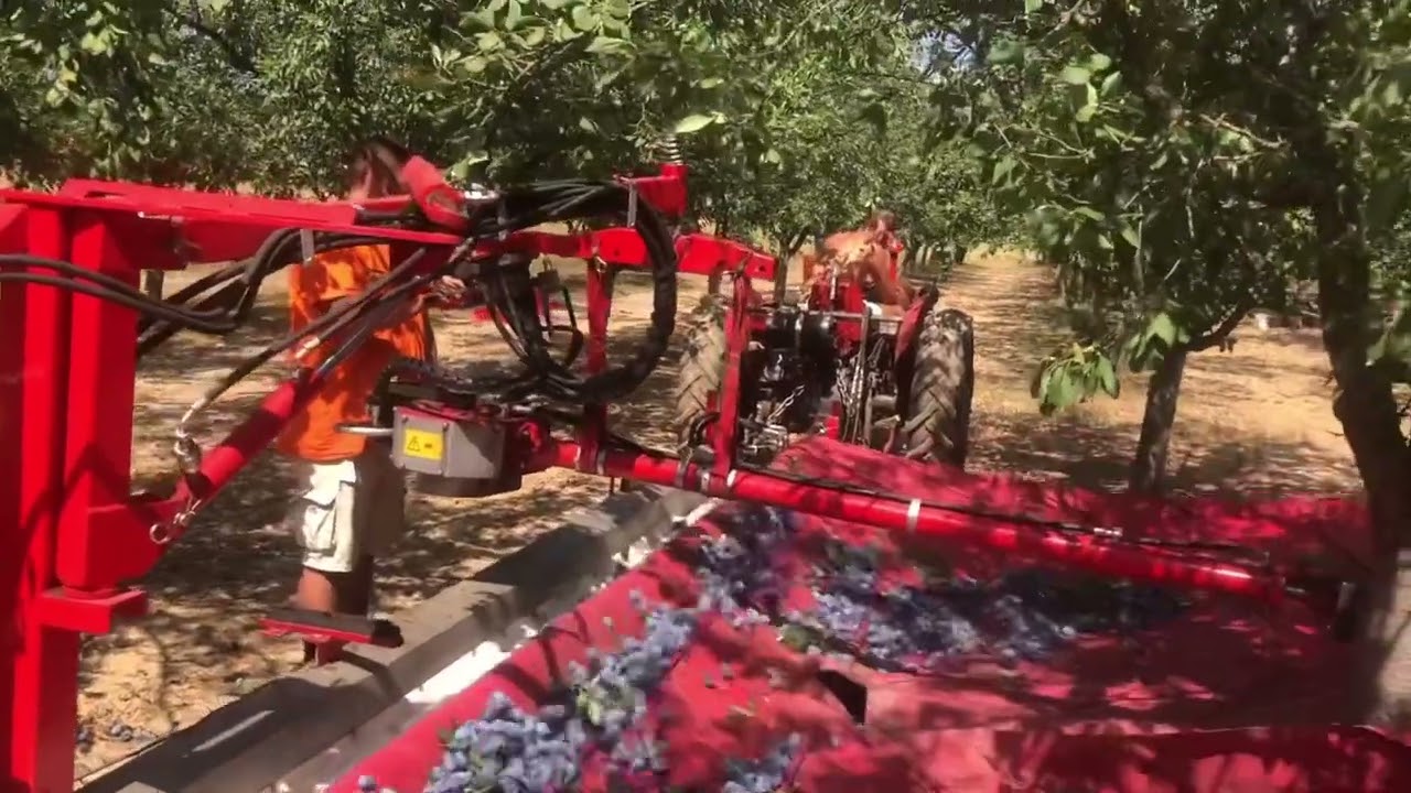 Berba šljiva 2025