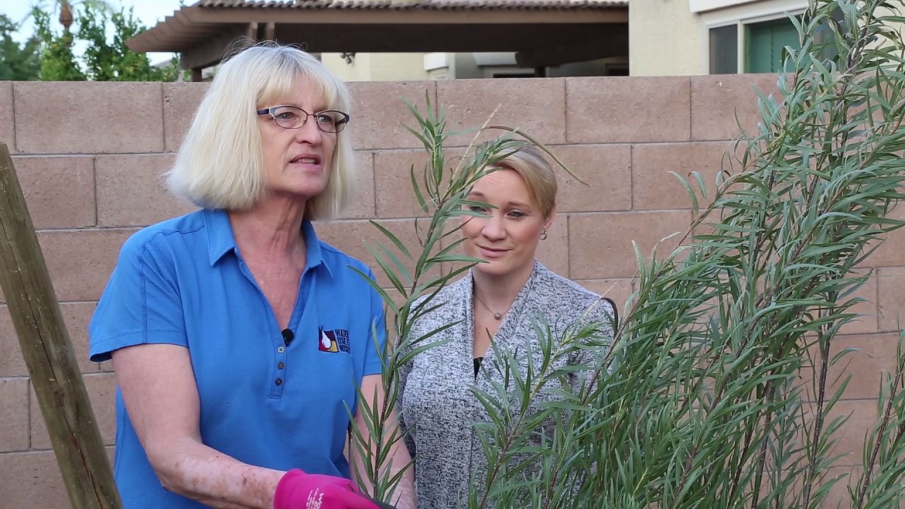 How to  Maintain Your Landscape to Keep it Growing Strong | Part 9 of 10