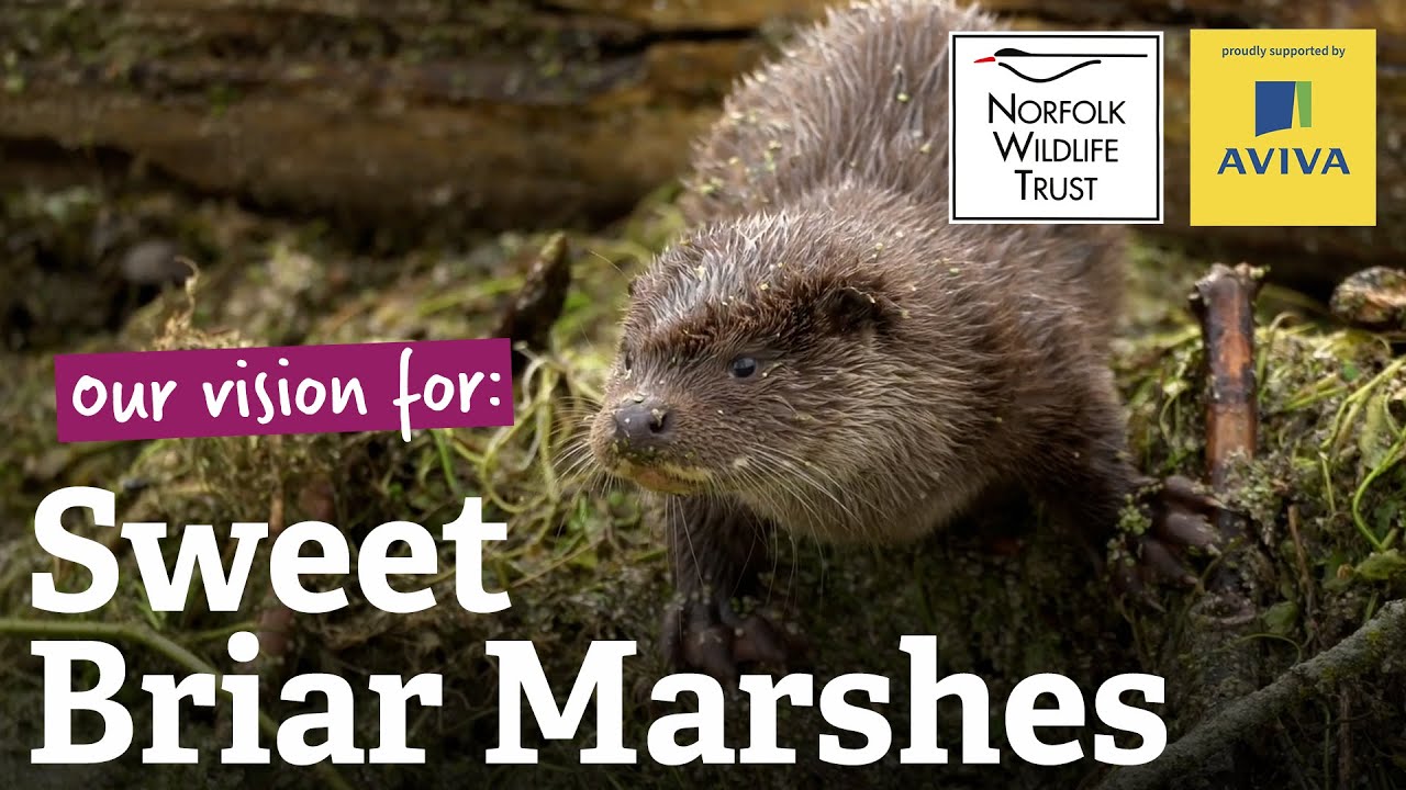 Our Vision for Sweet Briar Marshes