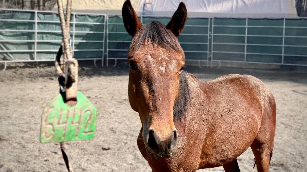 Removing Mustang Falcon’s neck tag!