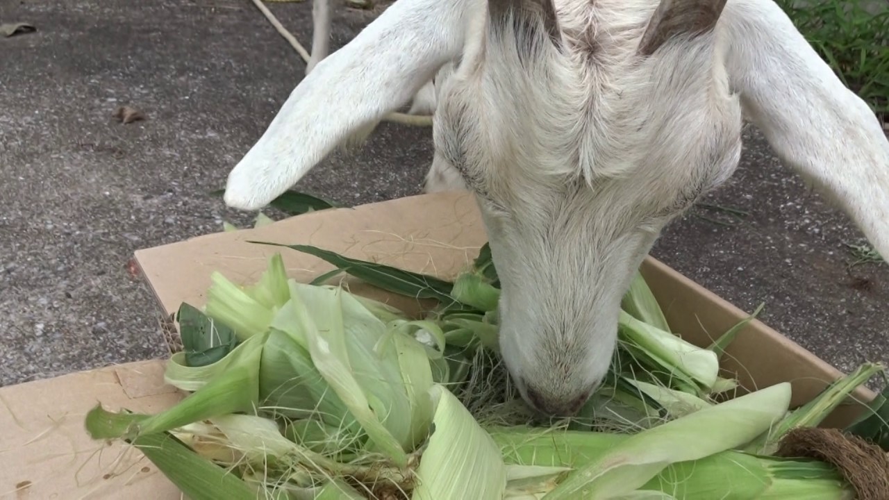 クララ　スイートコーンを食す。