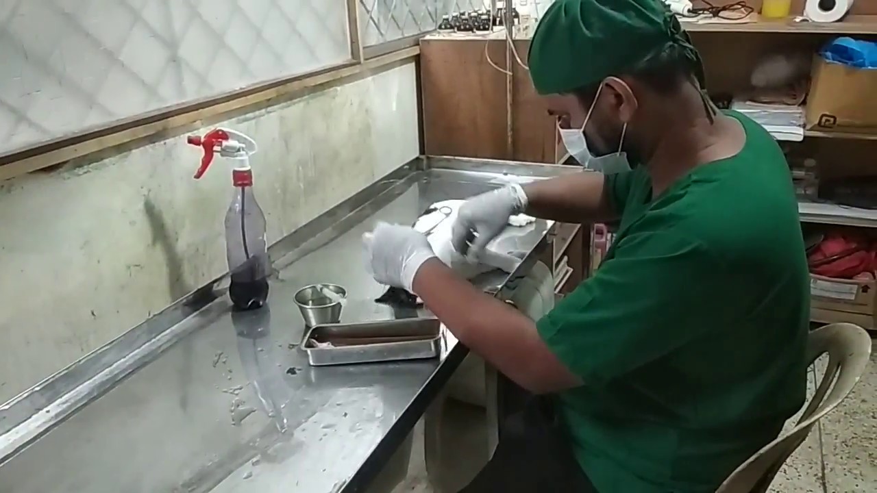 Small animal surgery @ Dr. Sagir's Pet Clinic 01912251312