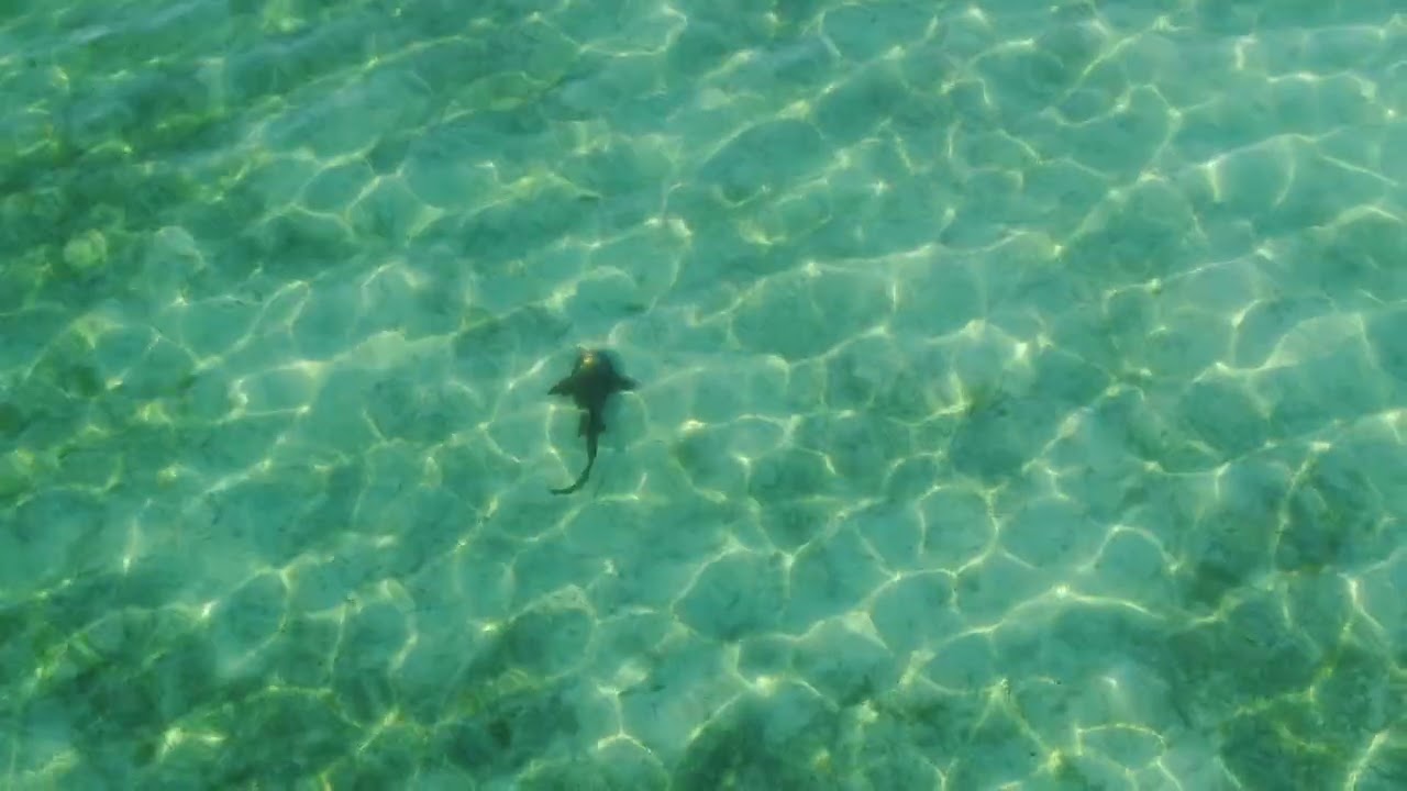 Shark Part 3