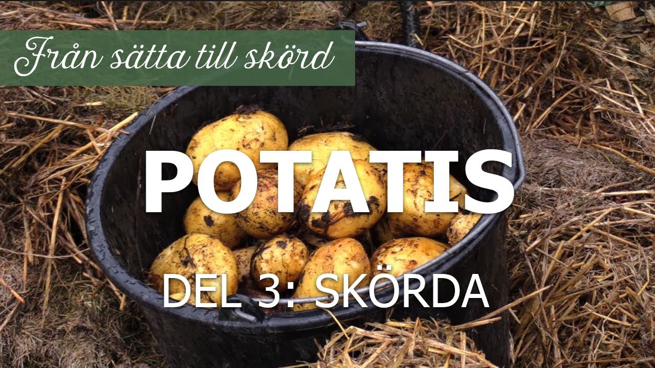 Potatis från sätta till skörd, del 3: Skörda