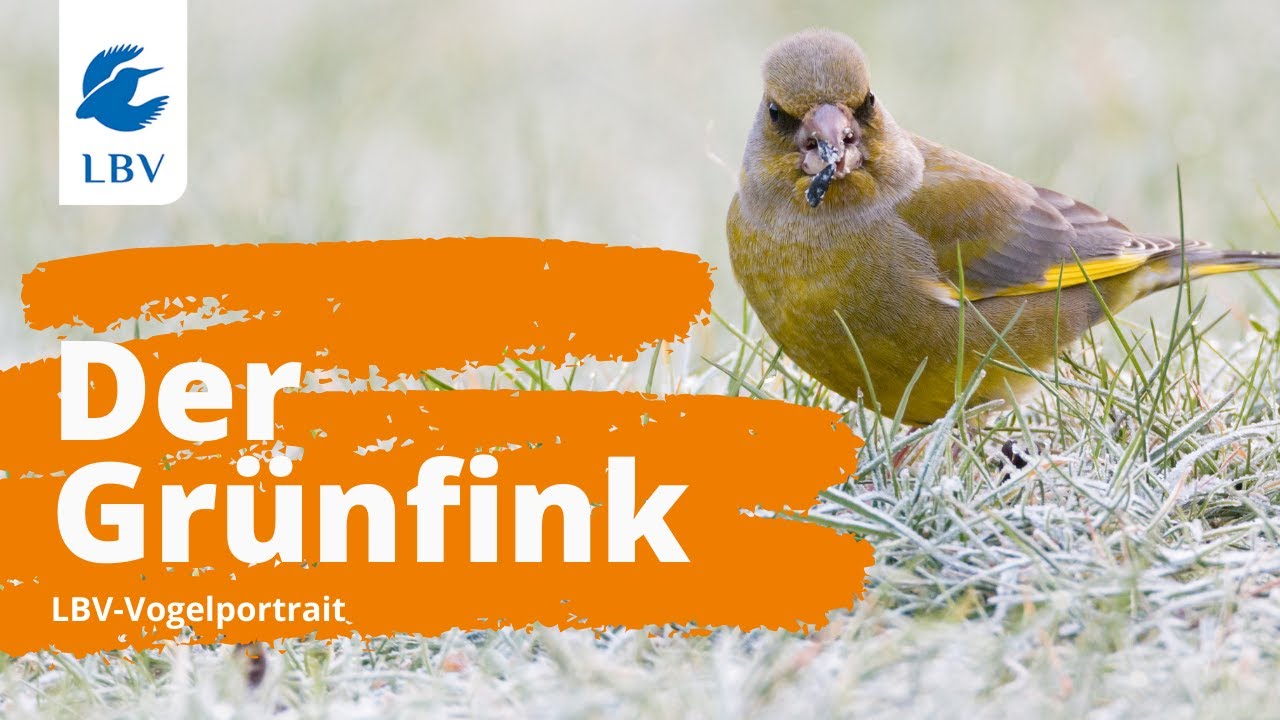 Der Grünfink (Chloris chloris) - Steckbrief mit Gesang. Vogelarten kennen lernen mit den Experten!