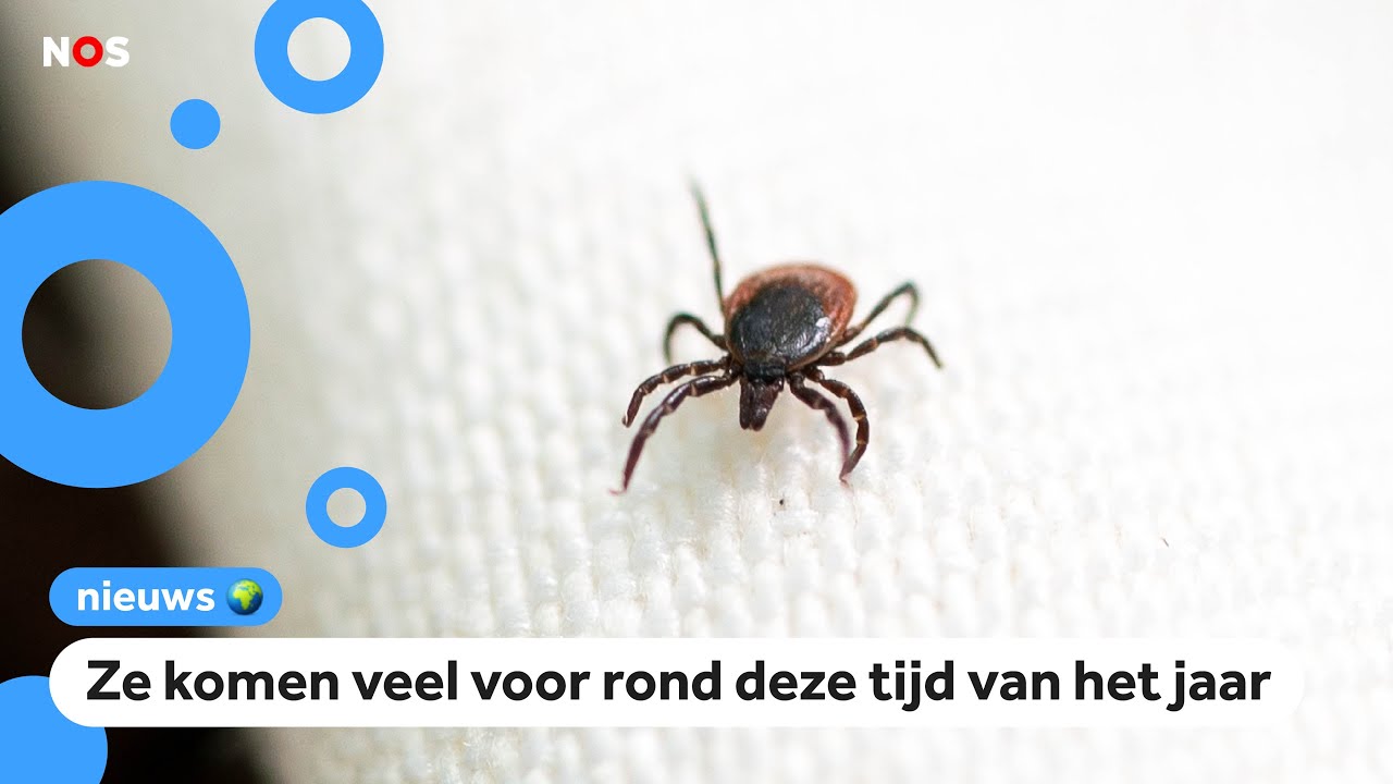 Teken bijten kinderen vaker in hoofd en nek