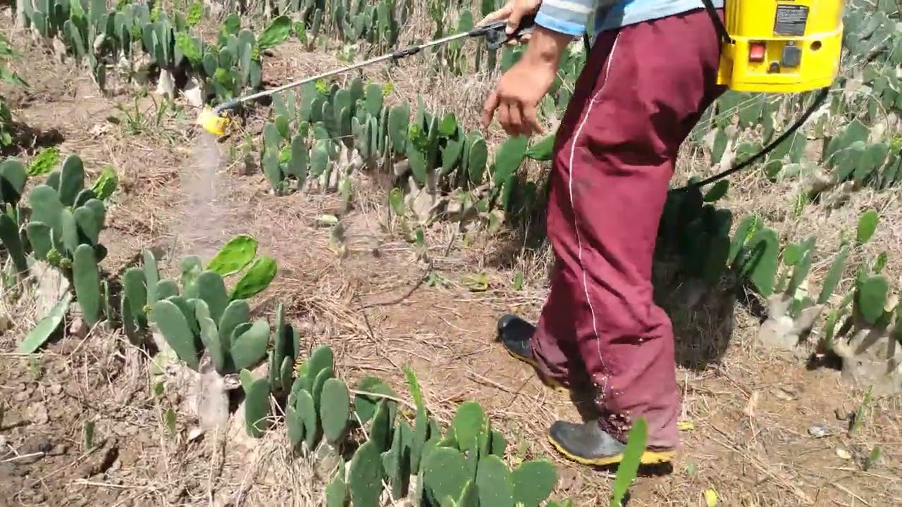 matando o mato da palma com o pulverizador eletrônico costal nome do veneno fim do vídeo