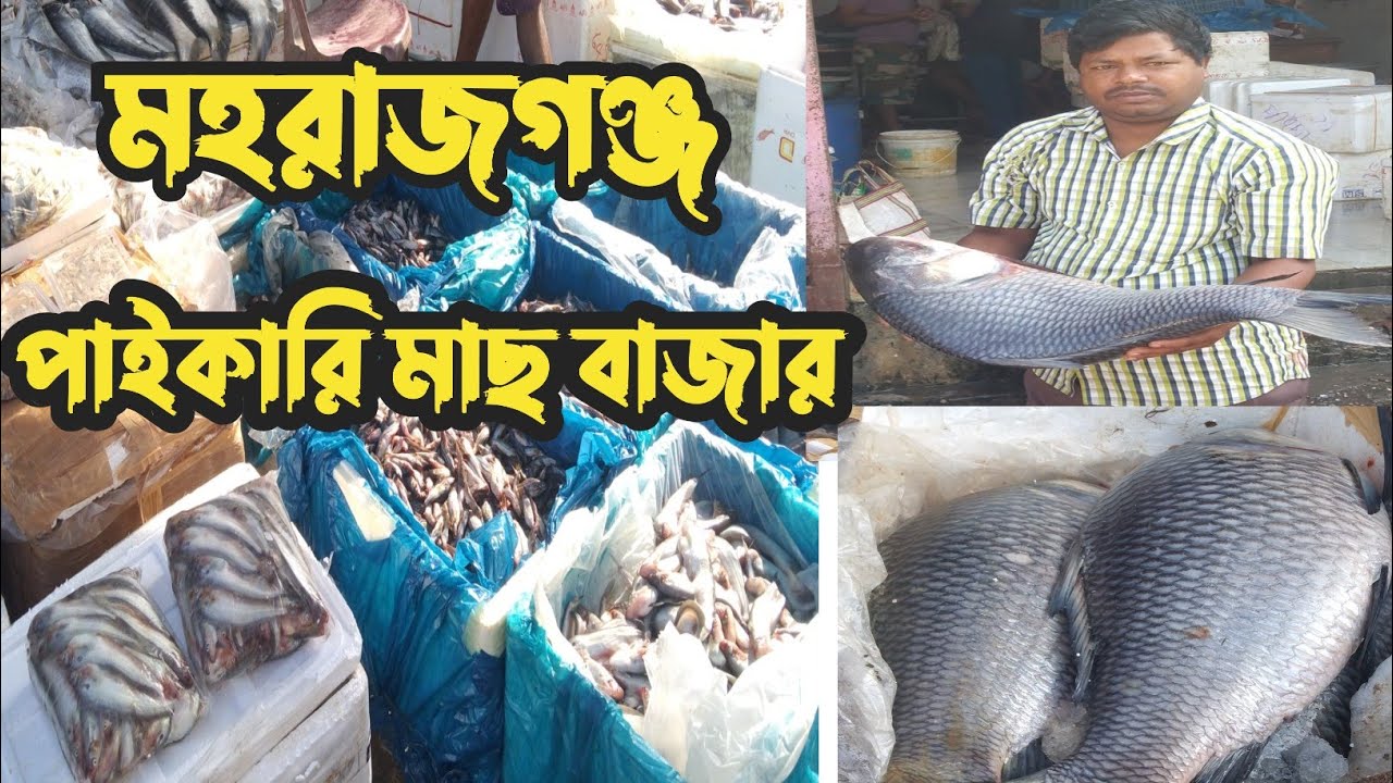 আগরতলা মহারাজগন্জ পাইকারি মাছ বাজার | Maharajgonjo wholesale fish market Agartala Tripura 2025