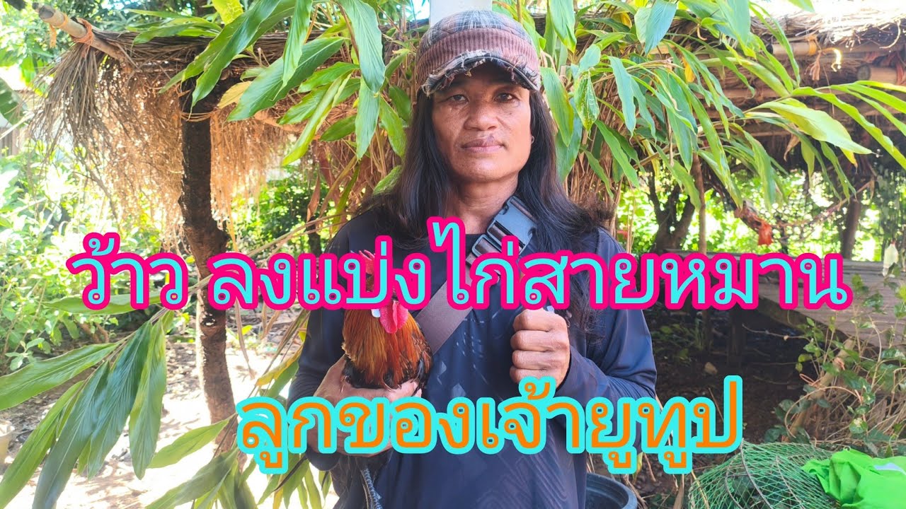 #ว้าวมาแล้ว# ลงแบ่งไก่สายหมานลูกของเจ้ายูทูป