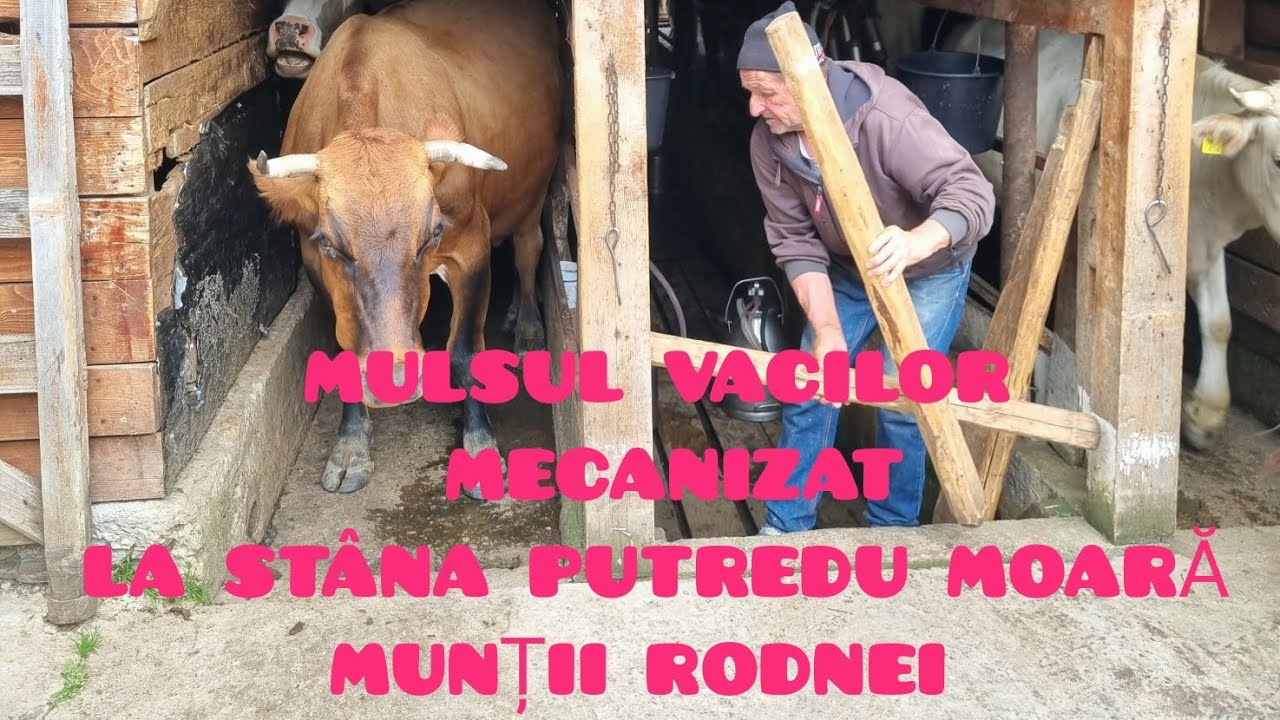 MULSUL VACILOR mecanizat la St&acirc;na Putredu Moară MUNȚII RODNEI