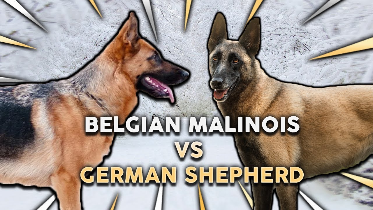 GERMAN SHEPHERD vs BELGIAN MALINOIS! What's The Best Family Guard Dog