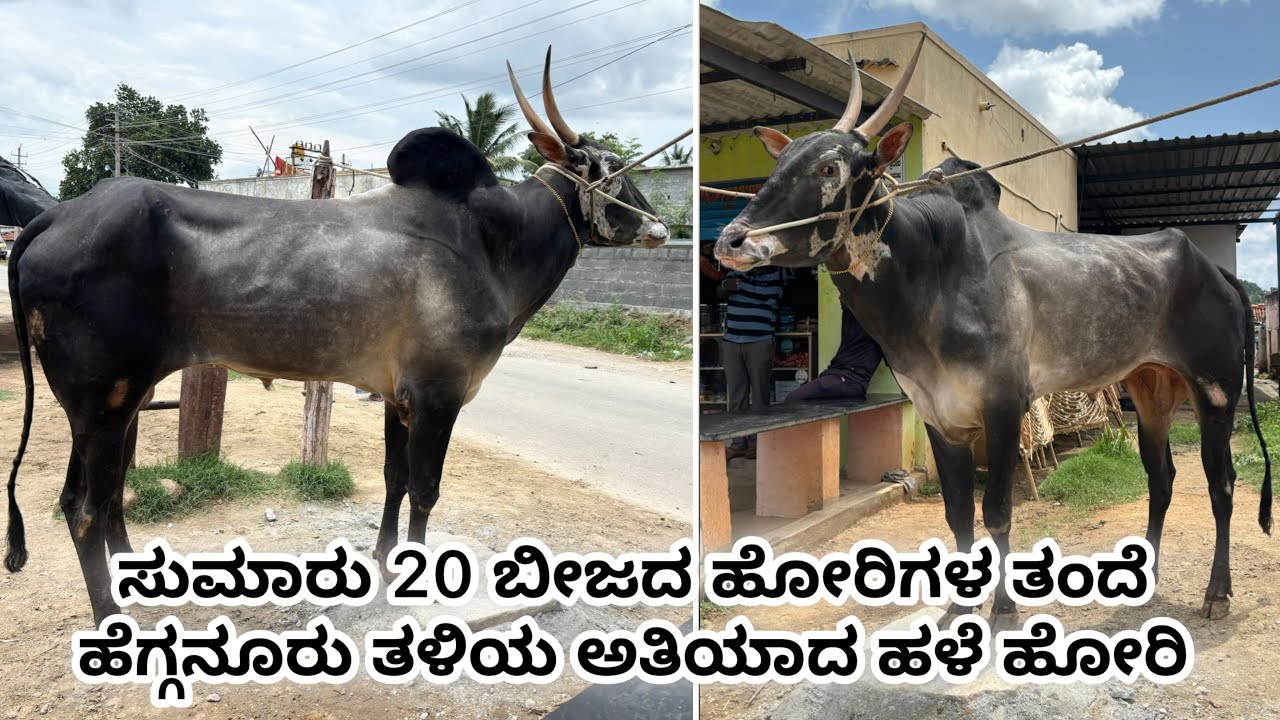 Heligehalli kariya Hegganuru bloodline Famous Hallikar studbull
