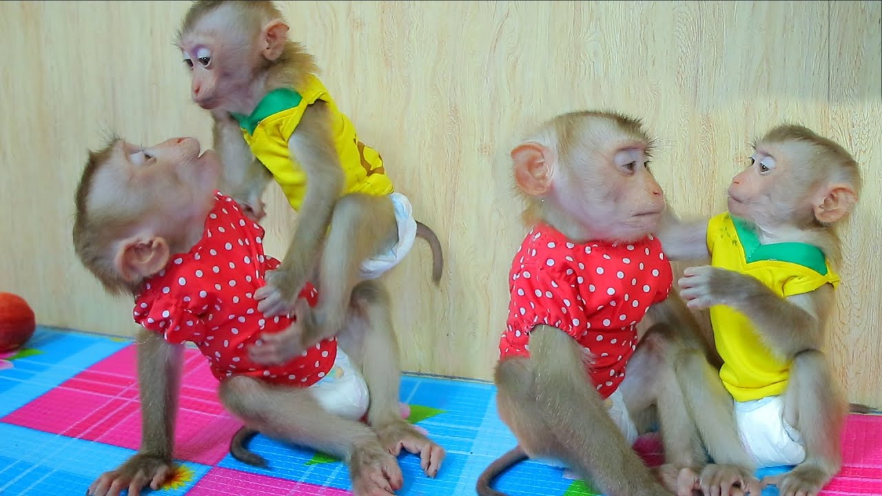 Monkey ABBY & Jenny Quarreled After ABBY and Jenny Are Very Close