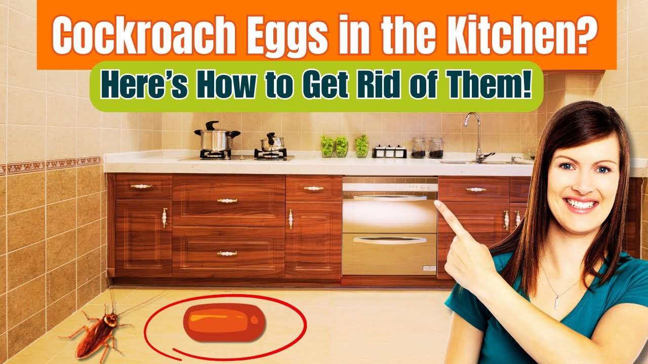 Cockroach Eggs in Your Kitchen? Do THIS Before They Hatch!