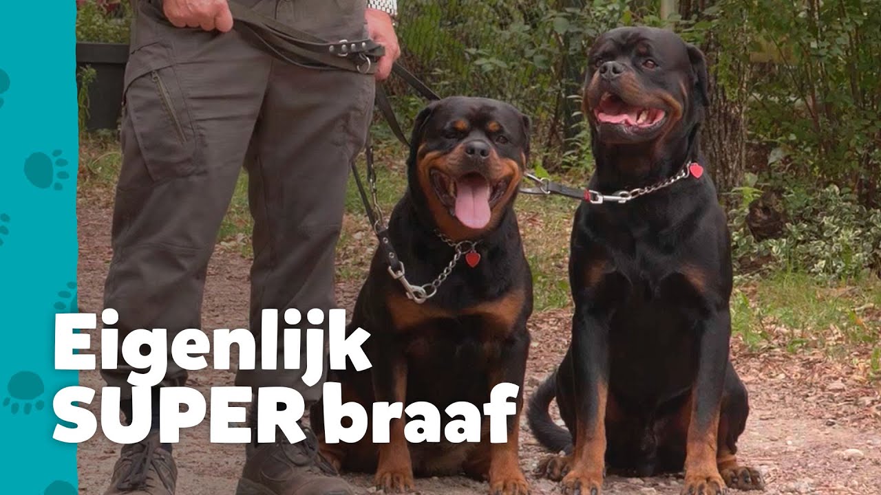 Twee losgeslagen Rottweilers…  - Help! Mijn Baasje Heeft Hulp Nodig