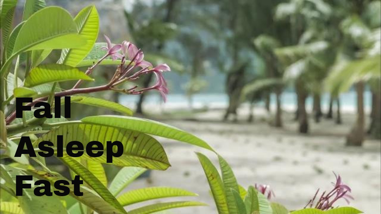 8 HOUR SLEEP VIDEO Wind in Palm Trees with Thunder | FALL ASLEEP FAST AND STAY ASLEEP