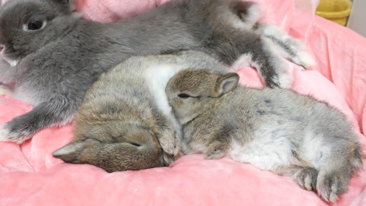 野生を忘れたうさぎの親子