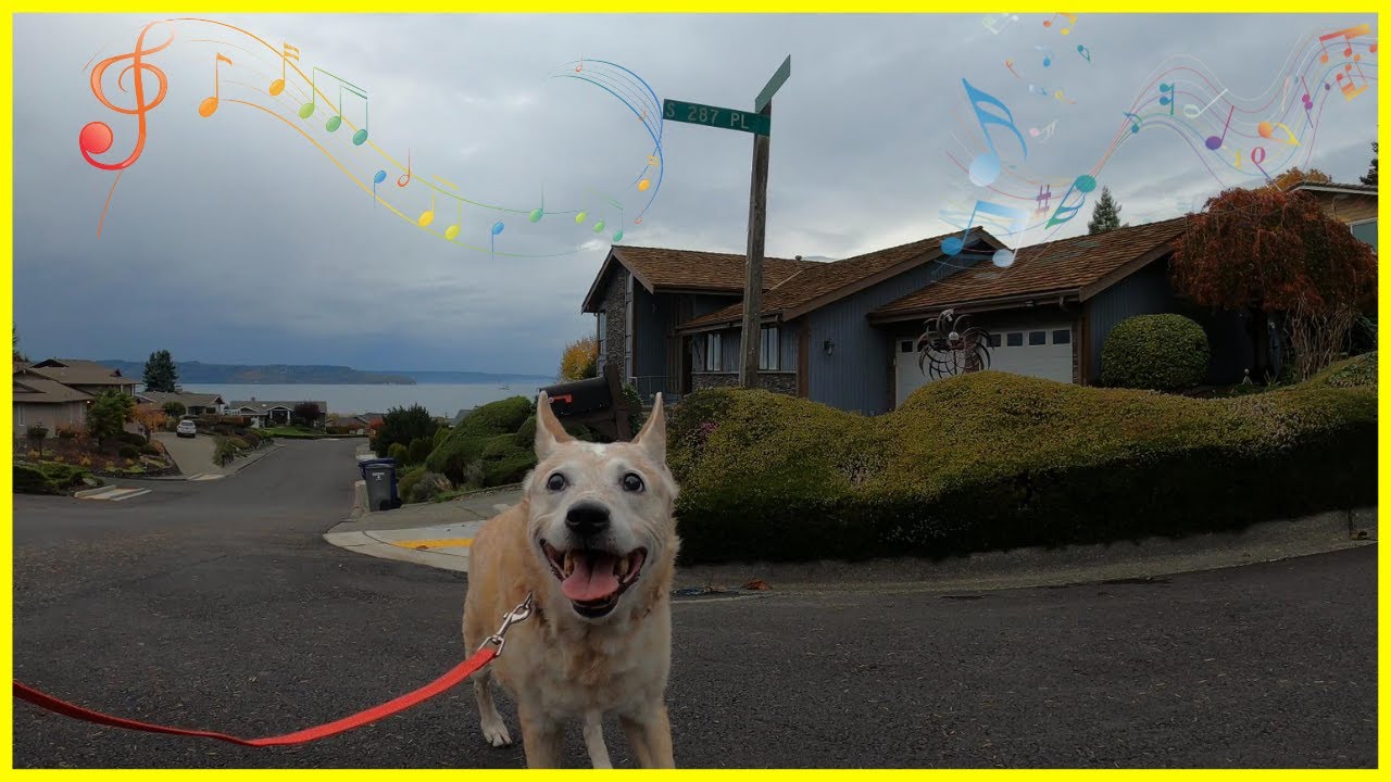 Sacajawea Park & Marine Hills Neighborhood Dog Walk with Relaxing Music