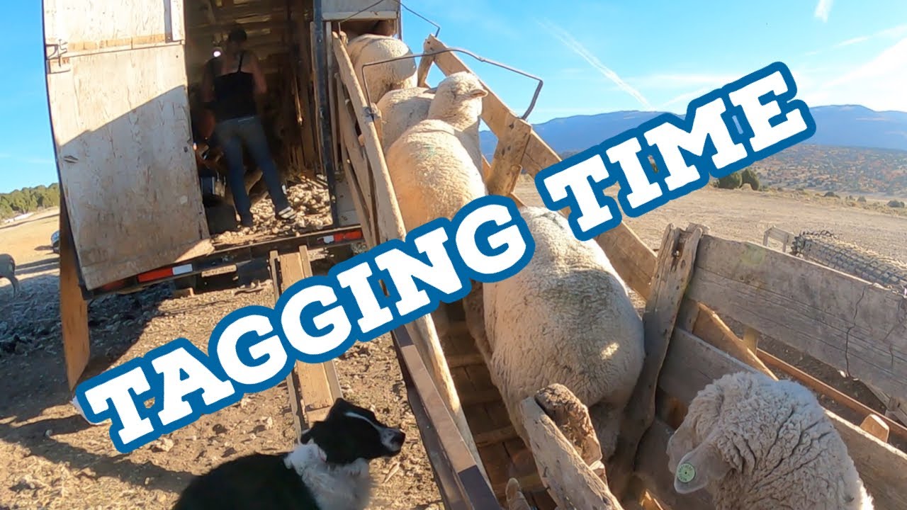 Find Out Why These Sheep Get Their Face Shaved For Winter