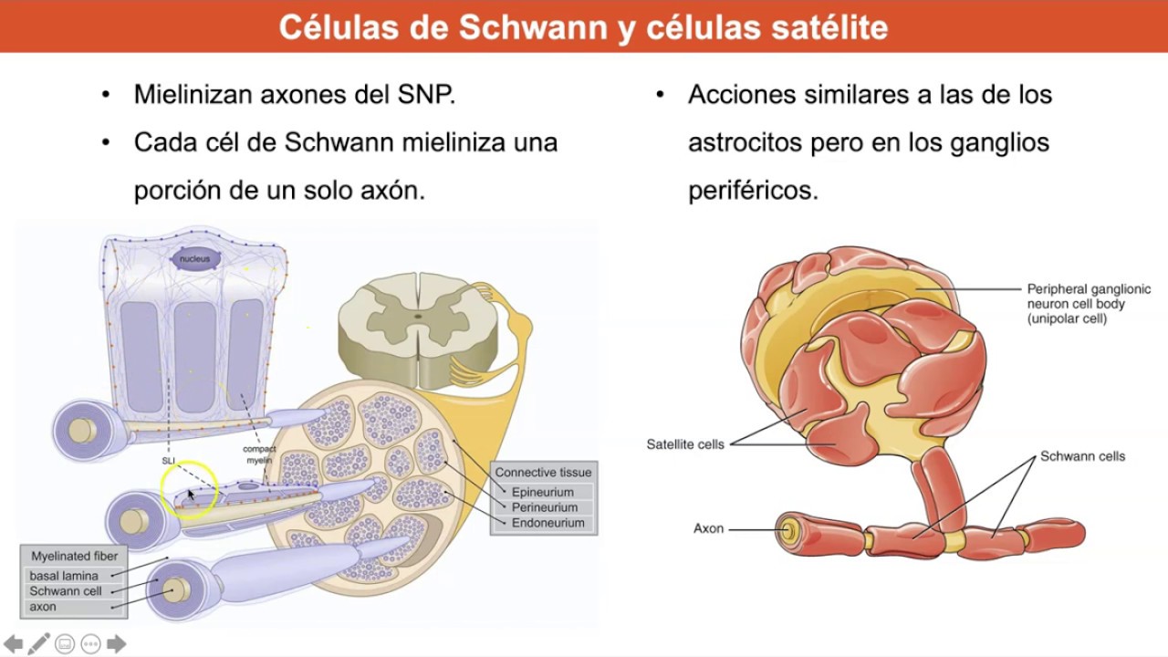 Tema 0. Neurohistología II: Las células gliales