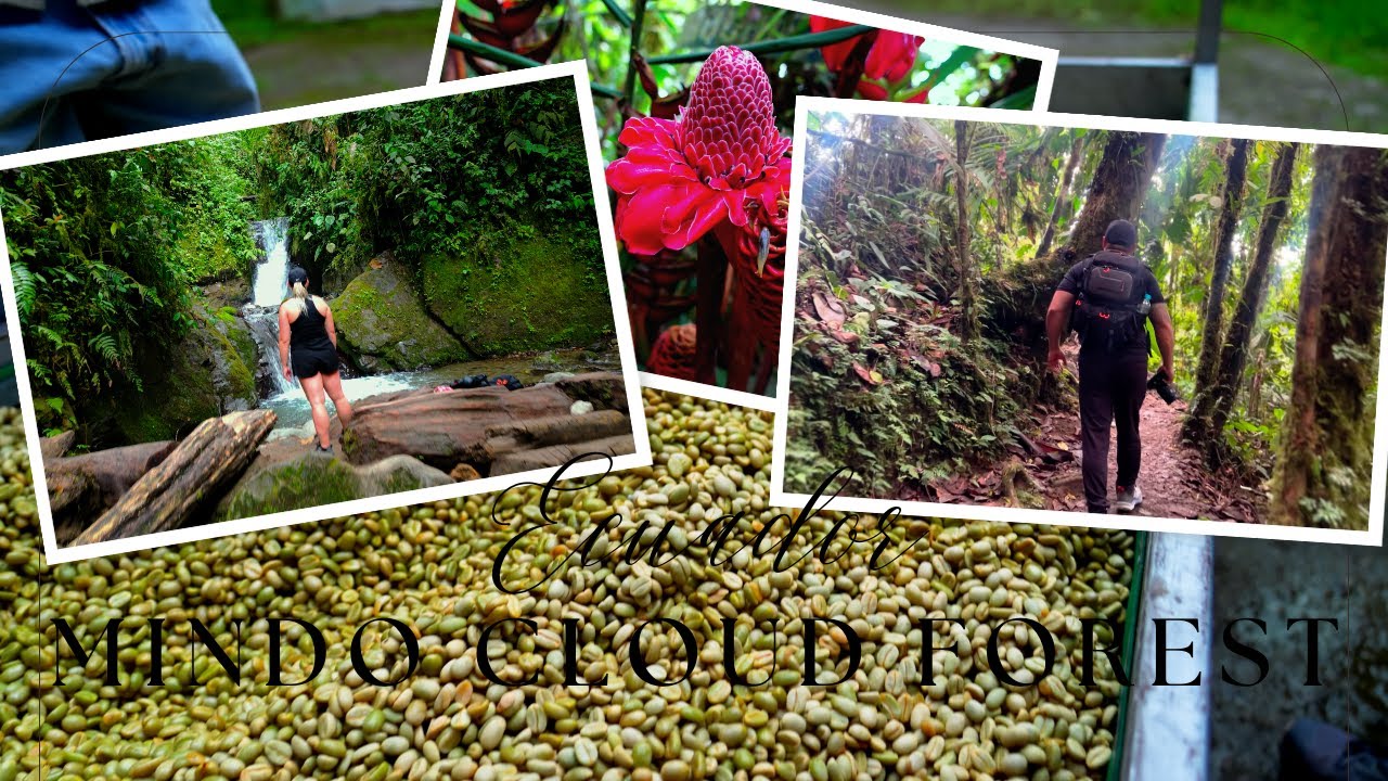 Ecuador - Mindo Cloud Forest