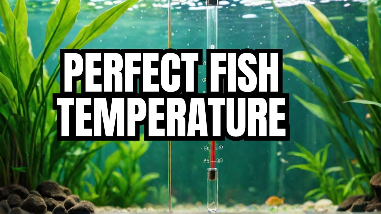 The Perfect Aquarium Temperature Ranges For Your Fish