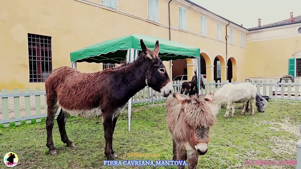 VIDEO FIERA CAVRIANA, MN.  SCUDERIA NOBIS 31 GENNAIO 2026