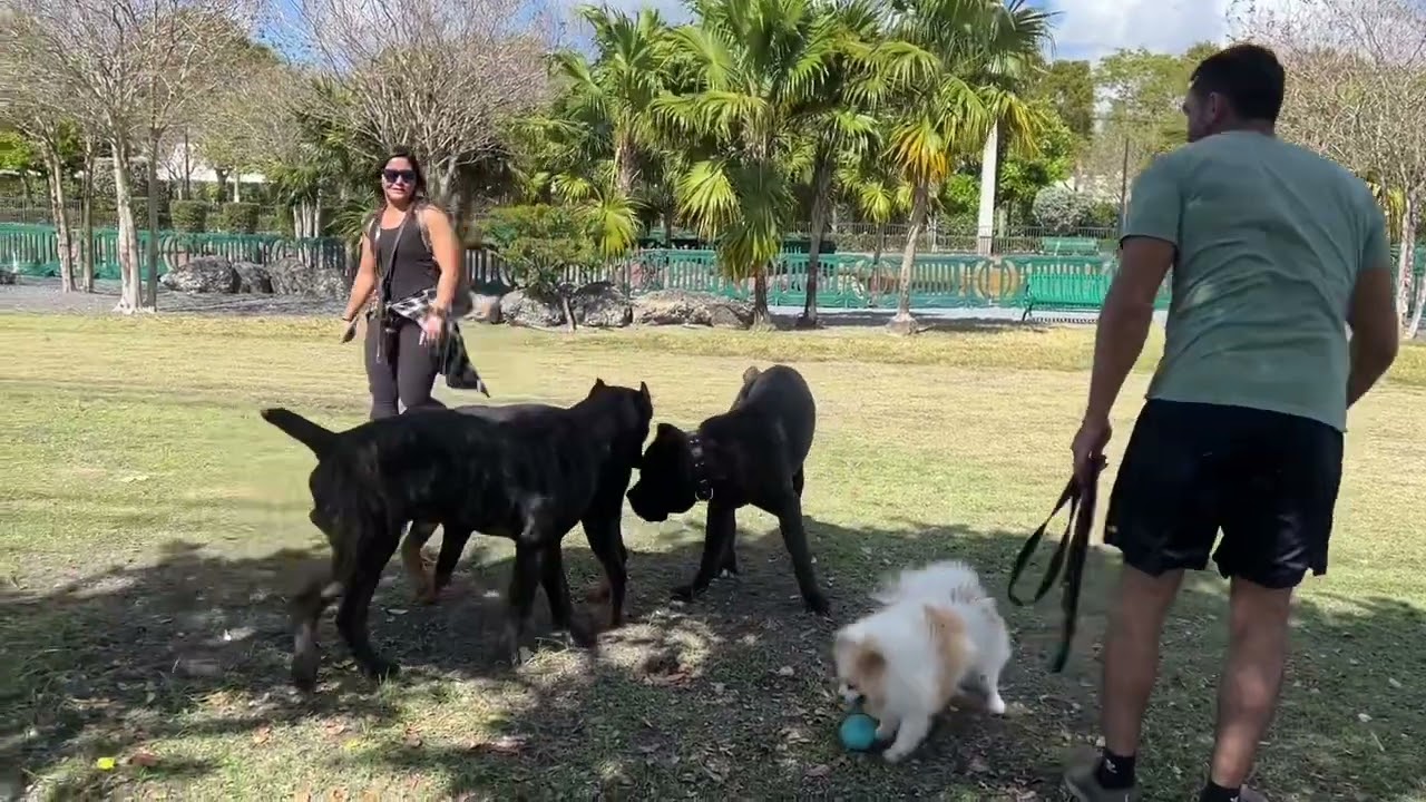 MY CANE CORSO HAS BECAME AGGRESSIVE 😳😢 (any good tips)???
