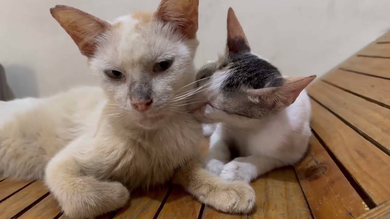 CAT PACIFIER | A rescue kitten relief for stress