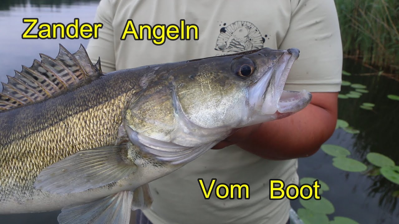 Zander und Hecht Angeln an der Müritz! Mit Natur und Kunstköder