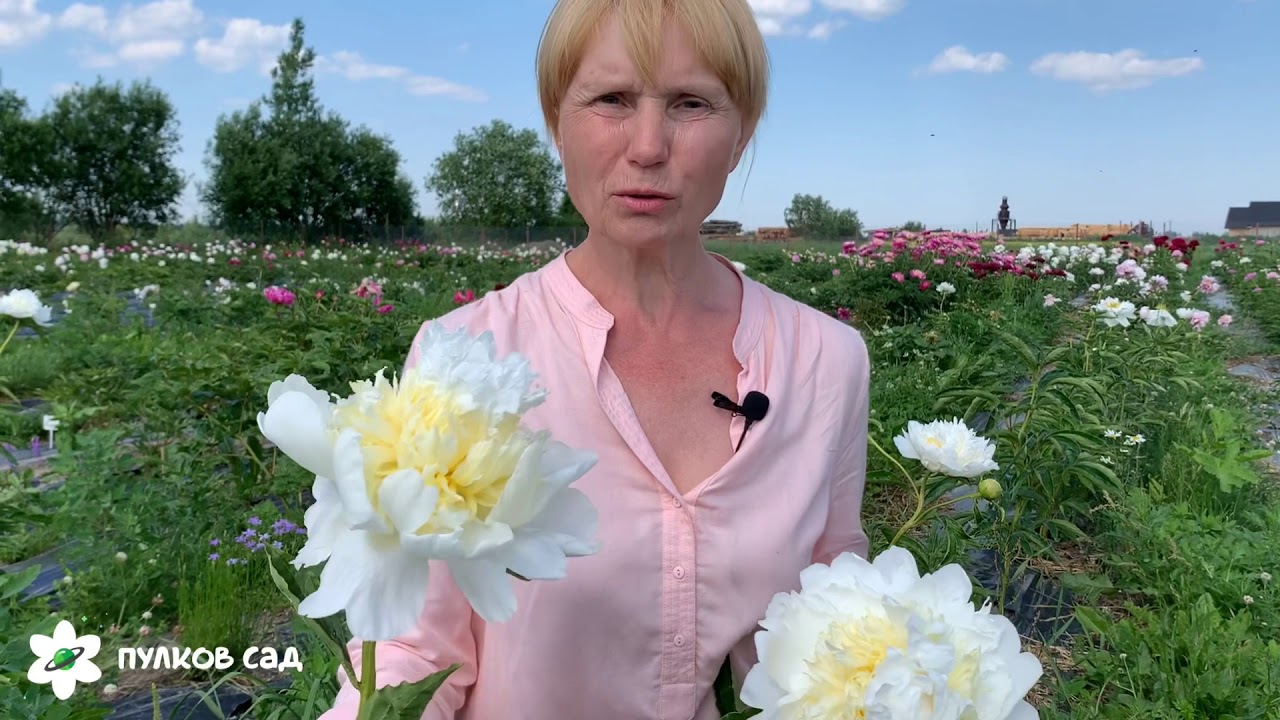 Honey gold peony. Хани Голд пион