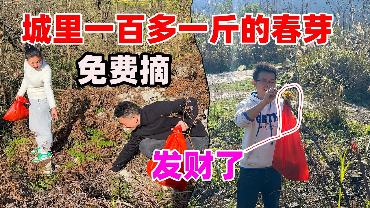 在城里卖一百多一斤的椿芽居然被我们采到了，小唐兴奋的直呼发财了！