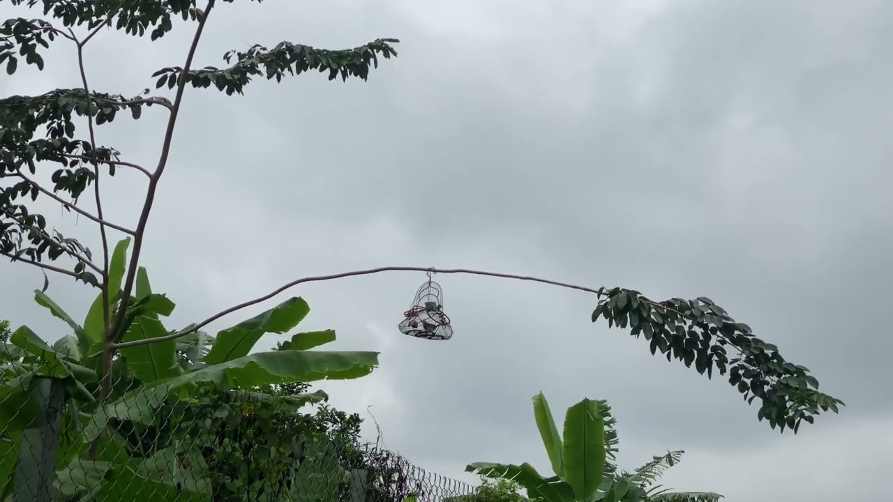 Test hh trắng mồi làu ngày mưa bão