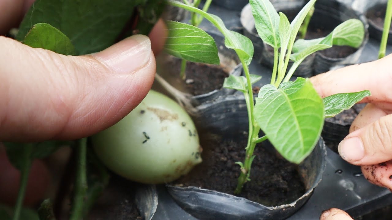 🌱人參果扦插教學，三分鐘快速學會，全部存活！【云璟の菜園】