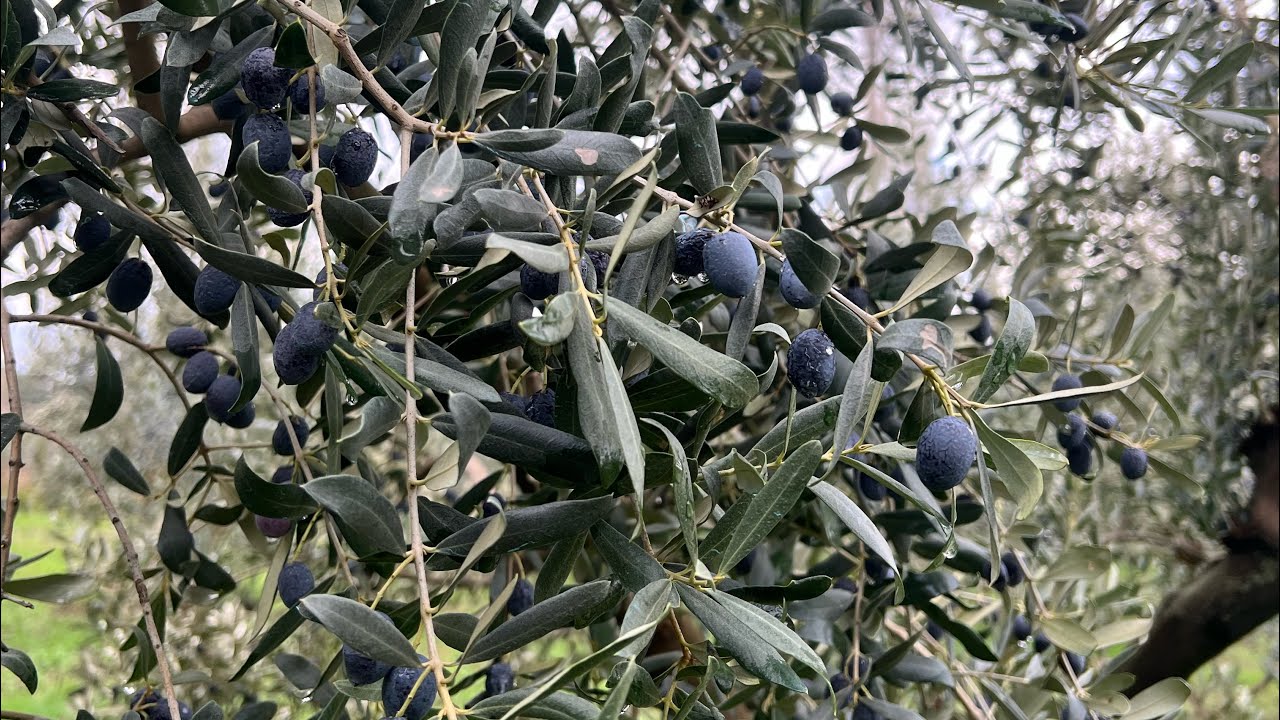 2024 Hasadını Bitirdik Zeytinci Kazanıyor Mu ? #zeytin #tarım #ziraat