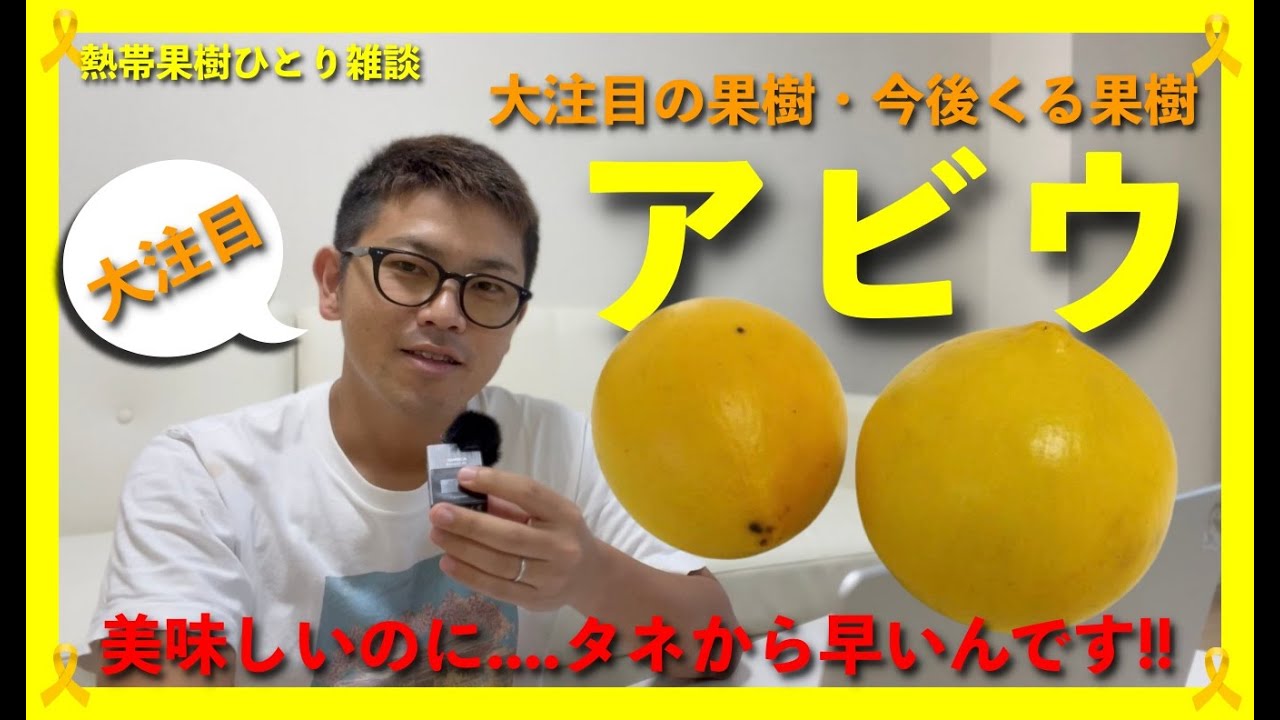 【大注目】とても美味しい果樹・アビウを植えてみると、、、、【とことん解説】