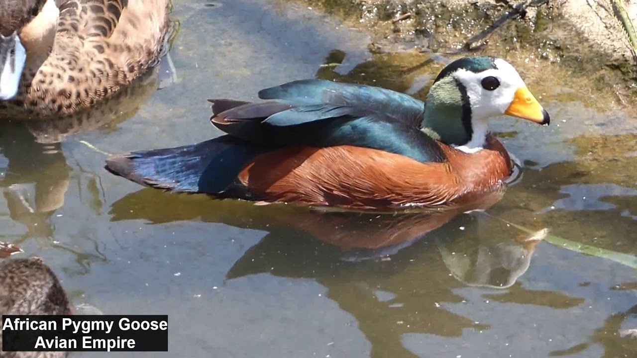 African Pygmy Goose - Avian Empire