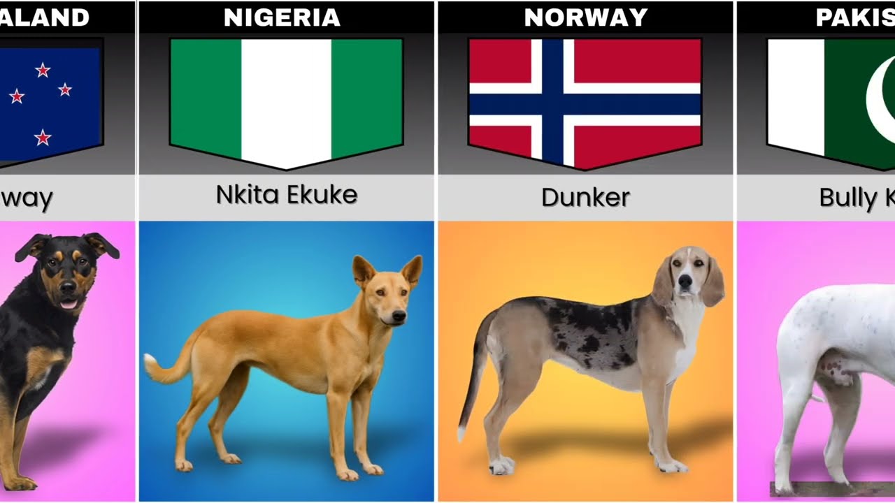 Dog Breeds from Different Countries