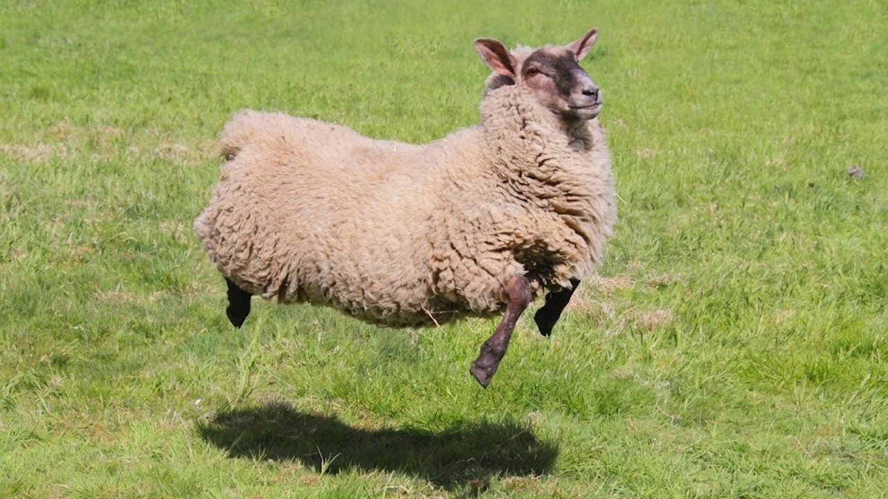 I Wasn&rsquo;t Expecting These FUNNIEST Animals&hellip; 😂