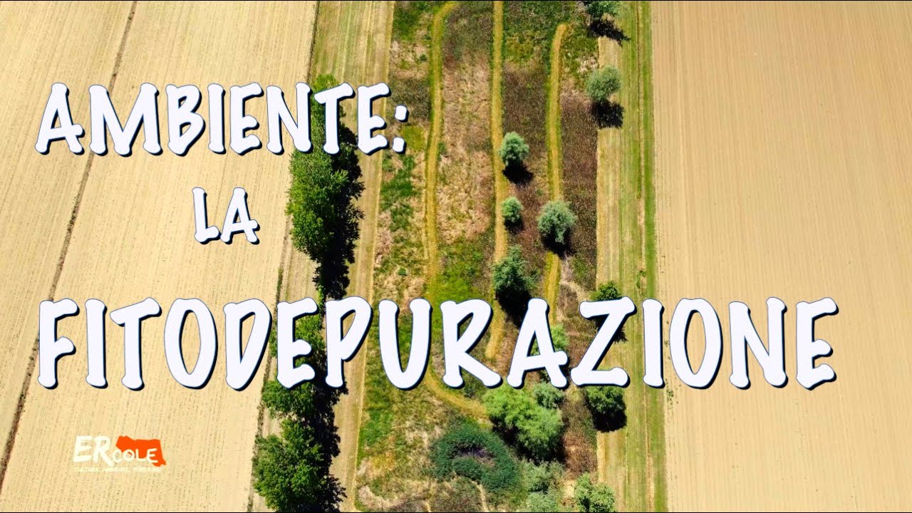 Se ti interessi di ambiente... dai un'occhiata! Parliamo di FITODEPURAZIONE