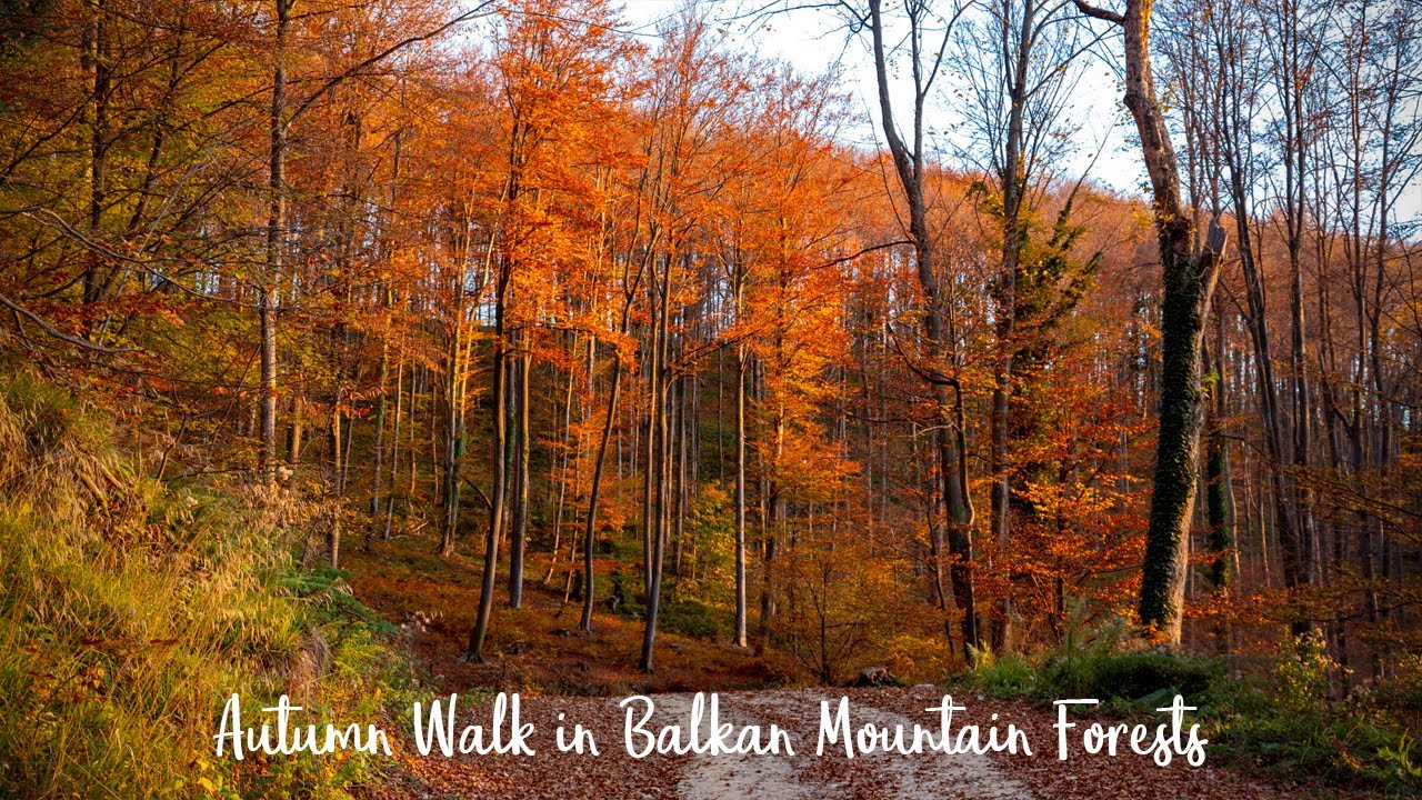 Autumn Walk in Balkan Mountain Forests