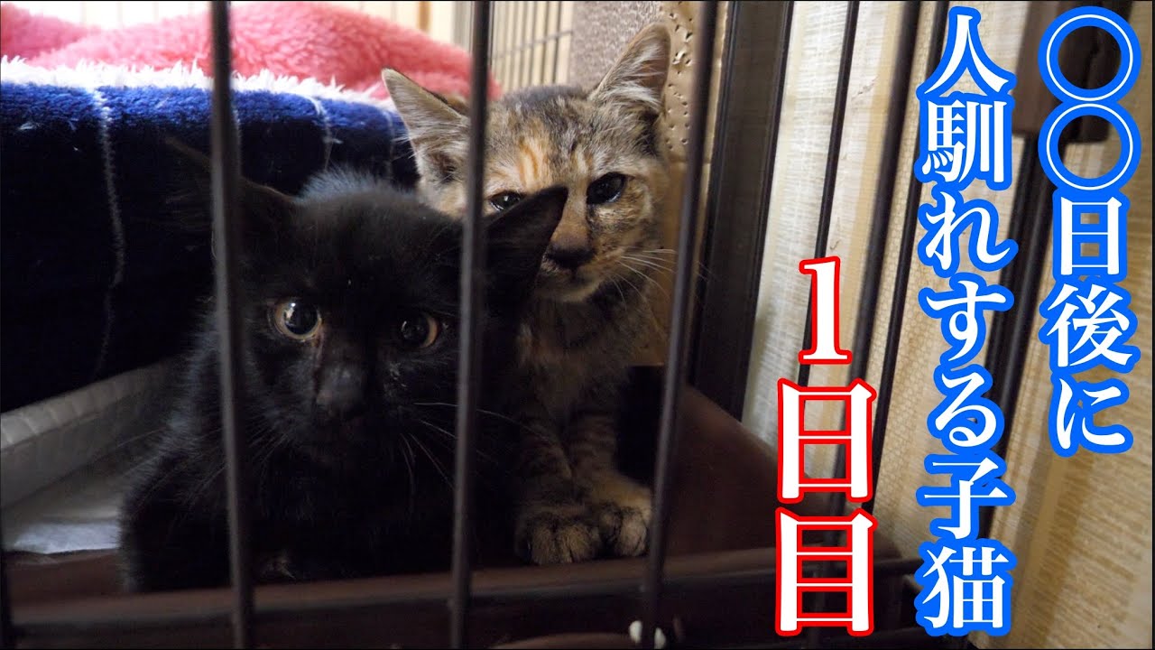 【保護猫】２匹の人馴れしていない子猫の保護依頼が来ました