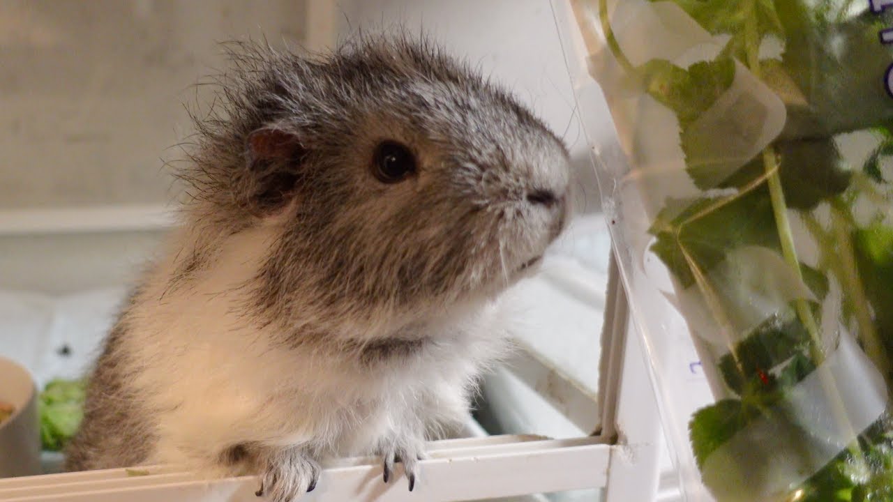 みつばをモグモグ食べるユッキー
