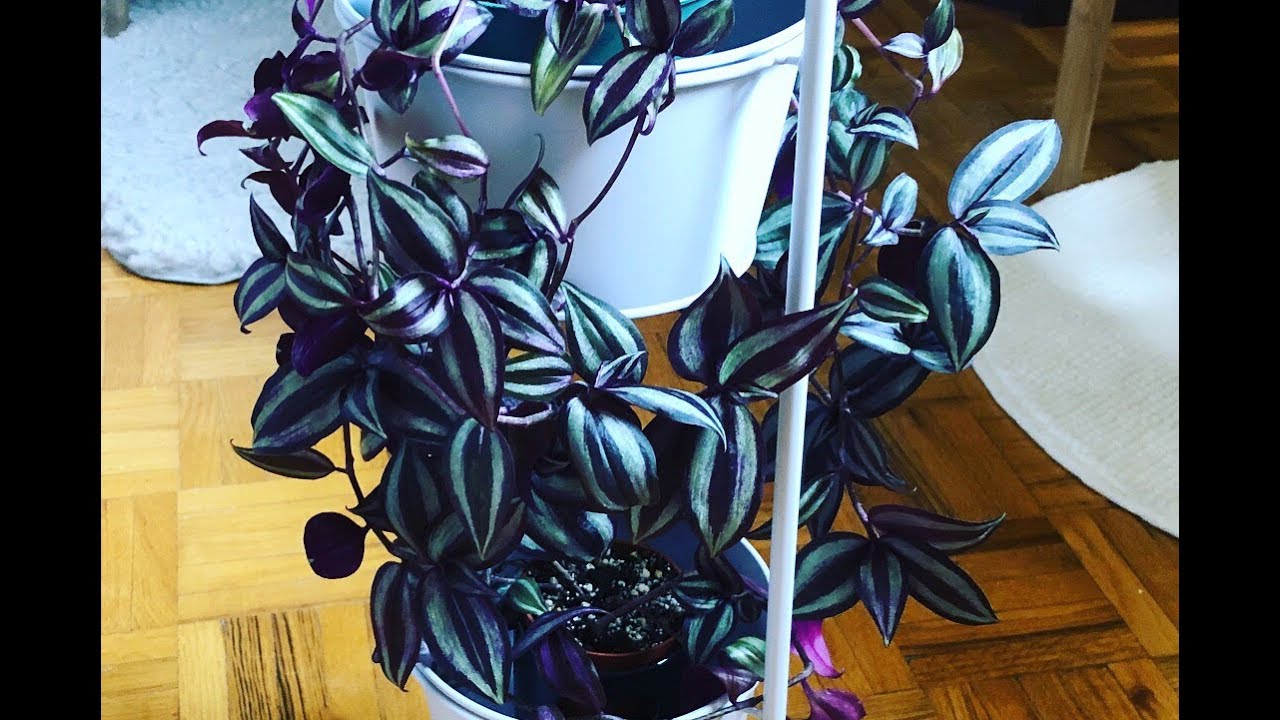 Tips For A Fuller Tradescantia zebrina | Wandering Jew Plant