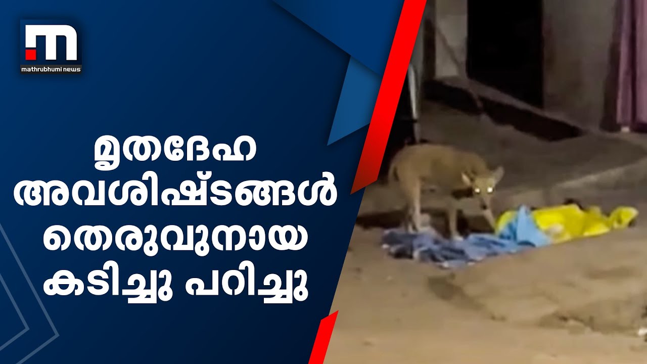 തിരൂർ ജില്ലാ ആശുപത്രി മോർച്ചറിയിൽ മൃതദേഹ അവശിഷ്ടങ്ങൾ തെരുവുനായ കടിച്ചു പറിച്ചു| Mathrubhumi News