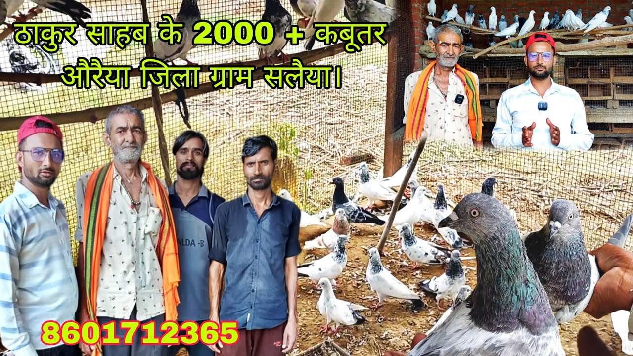 ठाकुर साहब के 2000 + कबूतर// औरैया जिला ग्राम सलैया #youtube #viral #trending 